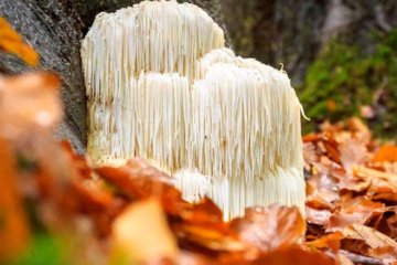 lions mane mushroom