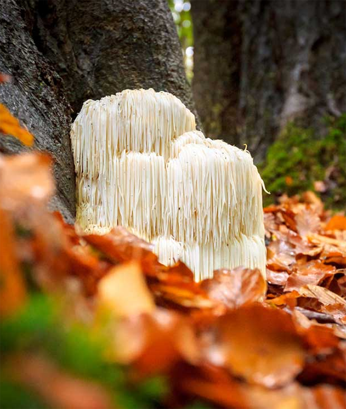 lions mane mushroom